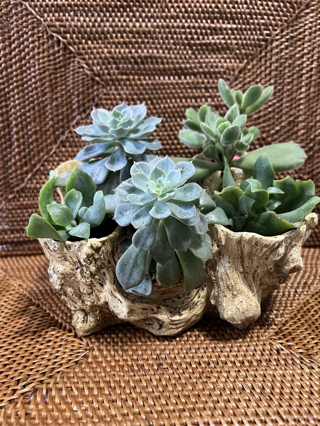 Driftwood Trio
