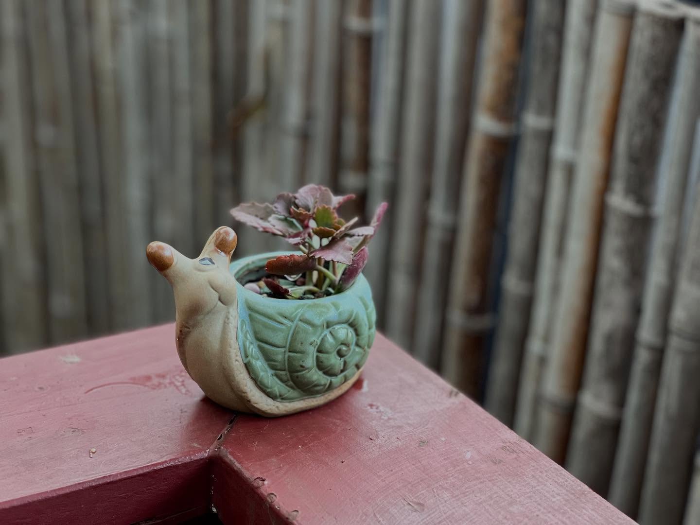 Snail succulent planter